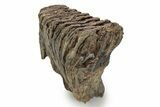 Southern Mammoth Molar - Hungary #357029-3